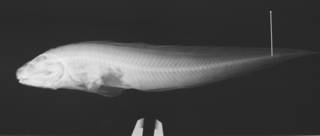 To NMNH Extant Collection (Bassogigas aequatoris USNM 74137 holotype radiograph)