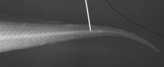 To NMNH Extant Collection (Glyptophidium oceanium USNM 74145 holotype radiograph caudal)