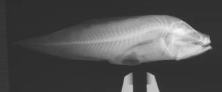 To NMNH Extant Collection (Grammonus robustus USNM 74149 holotype radiograph)