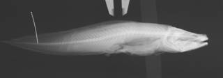 To NMNH Extant Collection (Luciobrotula bartschi USNM 74151 holotype radiograph)