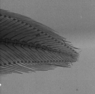 To NMNH Extant Collection (Bythites lepidogenys USNM 74152 holotype radiograph caudal)