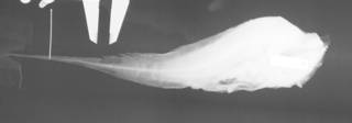 To NMNH Extant Collection (Hephthocara crassiceps USNM 74154 holotype radiograph)