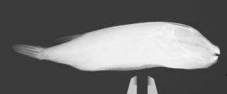 To NMNH Extant Collection (Sphoeroides maculatus USNM 74873 radiograph lateral)