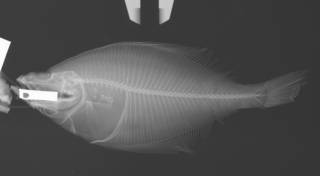 To NMNH Extant Collection (Cleisthenes herzensteini USNM 77101 radiograph)