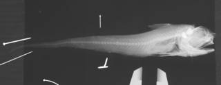 To NMNH Extant Collection (Hymenocephalus nascens USNM 78229 type radiograph)