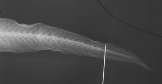 To NMNH Extant Collection (Cherublemma emmelas USNM 87575 radiograph caudal)
