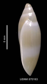 To NMNH Extant Collection (Marginella dozei Rochebrune et Mabille, 1889 lateral view)