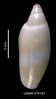 To NMNH Extant Collection (Marginella dozei Rochebrune et Mabille, 1889 dorsal view)