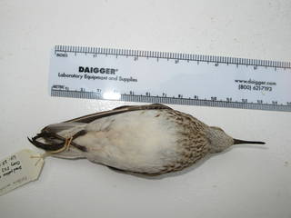 To NMNH Extant Collection (533599 Calidris minutilla ventral)