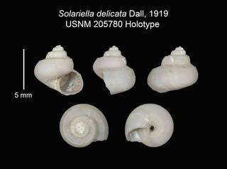 To NMNH Extant Collection (IZ MOL 205780 Solariella delicata Holotype Shell plate)