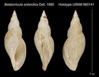 To NMNH Extant Collection (Belaturricula antarctica Dell, 1990 Holotype USNM 860141)