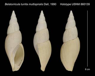 To NMNH Extant Collection (Belaturricula turrita multispiralis Dell, 1990 Holotype USNM 860139)