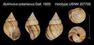 To NMNH Extant Collection (Bulimulus cokerianus Dall, 1909 Holotype USNM 207700)
