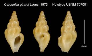 To NMNH Extant Collection (Cerodrillia girardi Lyons, 1973 Holotype USNM 707001)
