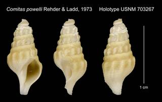 To NMNH Extant Collection (Comitas powelli Rehder & Ladd, 1973 Holotype USNM 703267)
