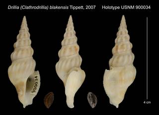To NMNH Extant Collection (Drillia (Clathrodrillia) blakensis Tippett, 2007 Holotype USNM 900034)