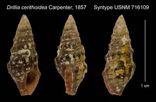 To NMNH Extant Collection (Drillia cerithoidea Carpenter, 1857 Syntype USNM 716109)