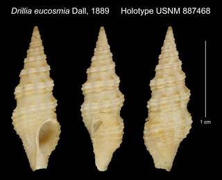To NMNH Extant Collection (Drillia eucosmia Dall, 1889 Holotype USNM 887468)