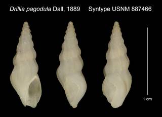 To NMNH Extant Collection (Drillia pagodula Dall, 1889 Syntype USNM 887466)