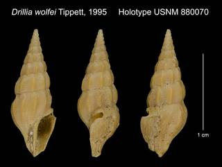 To NMNH Extant Collection (Drillia wolfei Tippett, 1995 Holotype USNM 880070)