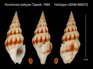 To NMNH Extant Collection (Fenimorea kathyae Tippett, 1995 Holotype USNM 880072)