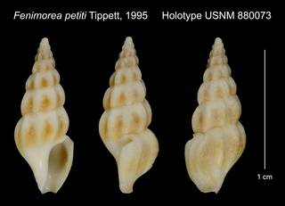 To NMNH Extant Collection (Fenimorea petiti Tippett, 1995 Holotype USNM 880073)