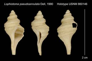 To NMNH Extant Collection (Lophiotoma pseudoannulata Dell, 1990 Holotype USNM 860146)