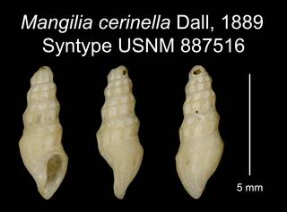 To NMNH Extant Collection (Mangilia cerinella Dall, 1889 Syntype USNM 887516)