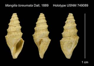 To NMNH Extant Collection (Mangilia toreumata Dall, 1889 Holotype USNM 749089)