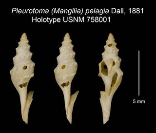 To NMNH Extant Collection (Pleurotoma (Mangilia) pelagia Dall, 1881 Holotype USNM 758001)