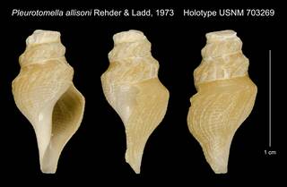 To NMNH Extant Collection (Pleurotomella allisoni Rehder & Ladd, 1973 Holotype USNM 703269)