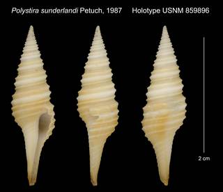 To NMNH Extant Collection (Polystira sunderlandi Petuch, 1987 Holotype USNM 859896)