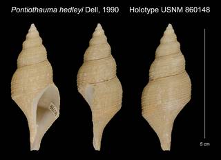To NMNH Extant Collection (Pontiothauma hedleyi Dell, 1990 Holotype USNM 860148)