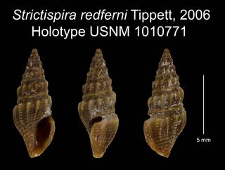 To NMNH Extant Collection (Strictispira redferni Tippett, 2006 Holotype USNM 1010771)