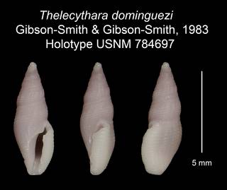 To NMNH Extant Collection (Thelecythara dominguezi Gibson-Smith & Gibson-Smith, 1983 Holotype USNM 784697)