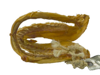 To NMNH Extant Collection (Carcharhinidae USNM 224129 photograph jaw lateral view)