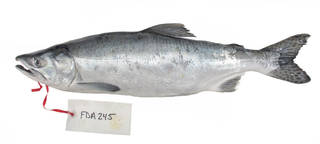 To NMNH Extant Collection (Oncorhynchus gorbuscha USNM 404986 photograph lateral view)