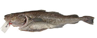 To NMNH Extant Collection (Gadus macrocephalus USNM 404987 photograph lateral view)