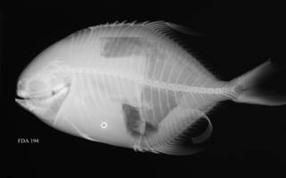 To NMNH Extant Collection (Trachinotus ovatus USNM 402366 radiograph)