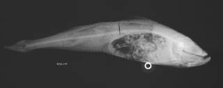 To NMNH Extant Collection (Arctoscopus japonicus USNM 404951 radiograph)