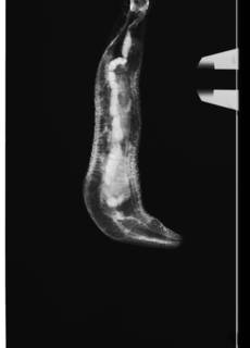 To NMNH Extant Collection (PHS 43377 1radiograph)