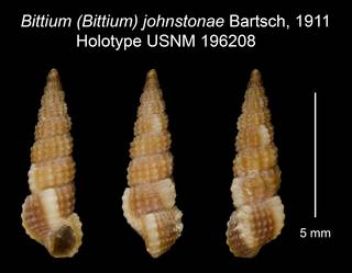 To NMNH Extant Collection (Bittium (Bittium) johnstonae Bartsch, 1911 Holotype USNM 196208)