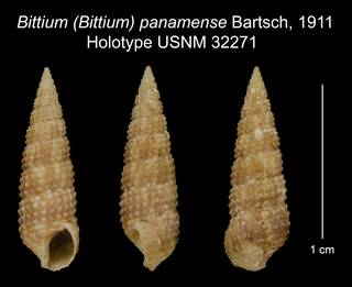 To NMNH Extant Collection (Bittium (Bittium) panamense Bartsch, 1911 Holotype USNM 32271)