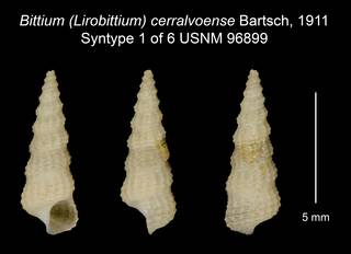 To NMNH Extant Collection (Bittium (Lirobittium) cerralvoense Bartsch, 1911 Syntype USNM 96899)