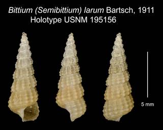 To NMNH Extant Collection (Bittium (Semibittium) larum Bartsch, 1911 Holotype USNM 195156)