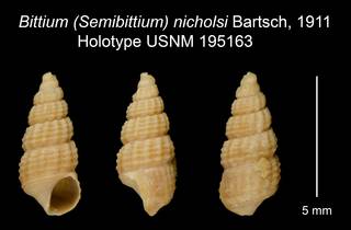 To NMNH Extant Collection (Bittium (Semibittium) nicholsi Bartsch, 1911 Holotype USNM 195163)