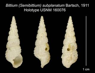 To NMNH Extant Collection (Bittium (Semibittium) subplanatum Bartsch, 1911 Holotype USNM 160076)