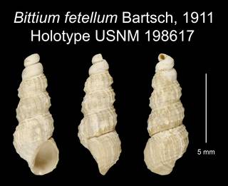 To NMNH Extant Collection (Bittium fetellum Bartsch, 1911 Holotype USNM 198617)