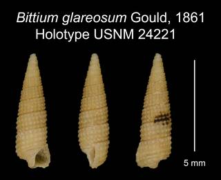 To NMNH Extant Collection (Bittium glareosum Gould, 1861 Holotype USNM 24221)