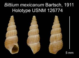 To NMNH Extant Collection (Bittium mexicanum Bartsch, 1911 Holotype USNM 126774)